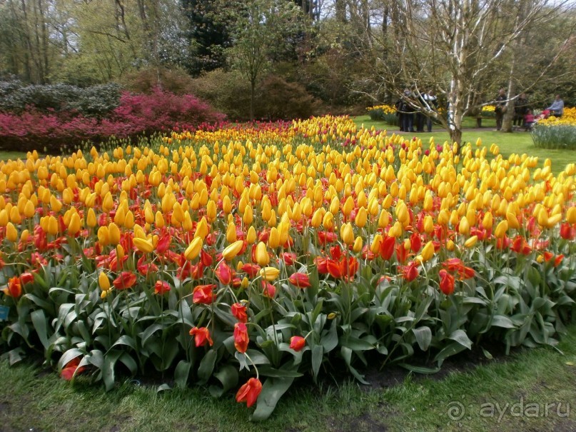 Опыт самостоятельного путешествия.Голландия.Нидерланды. Амстердам. Кёйкенхоф--парк Тюльпанов.