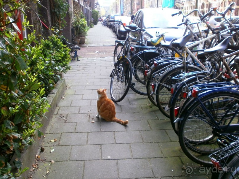 Опыт самостоятельного путешествия.Голландия.Нидерланды. Амстердам. Кёйкенхоф--парк Тюльпанов.