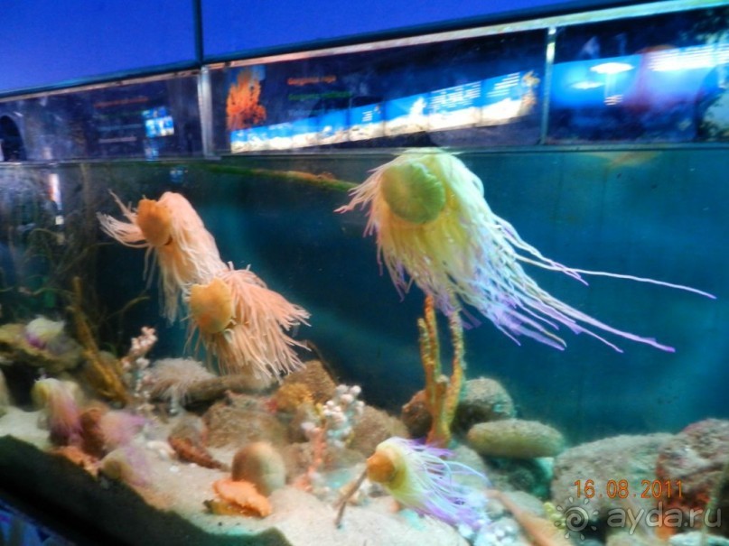 фото Best Da Vinchi Royal