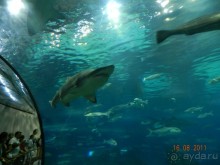 фото Best Da Vinchi Royal