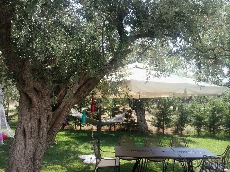 Тасос, поселок Олион