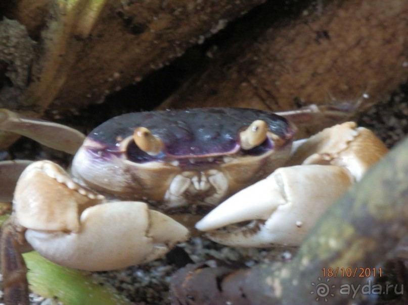 фото Robinson Maldives