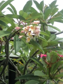 Наш отпуск в Паттайя, в отели The Zign