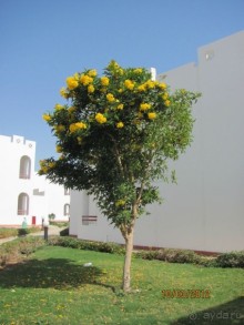 фото Happy Life Village