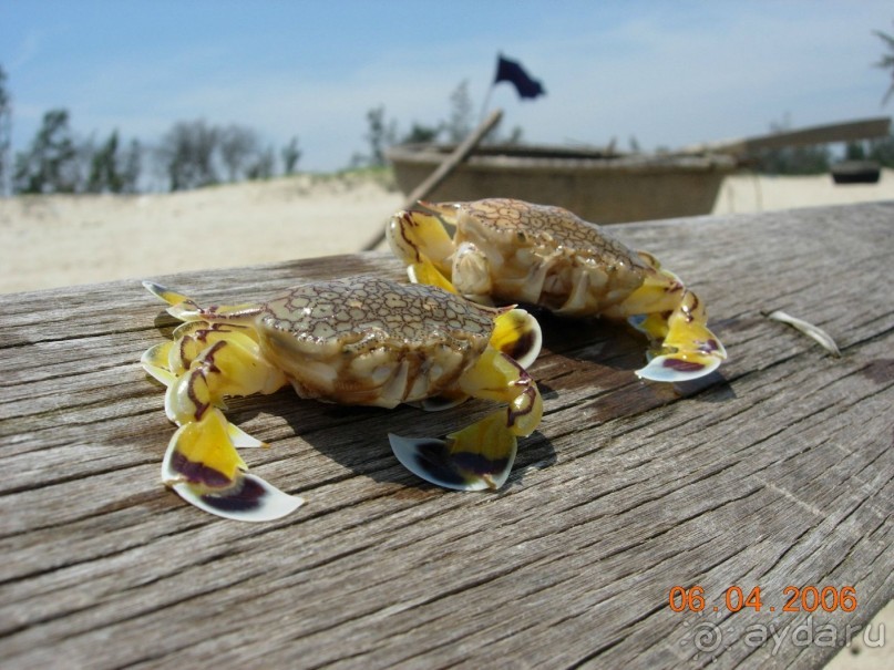 фото Palm Garden