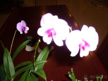 фото Tuana M-Narina Hotel