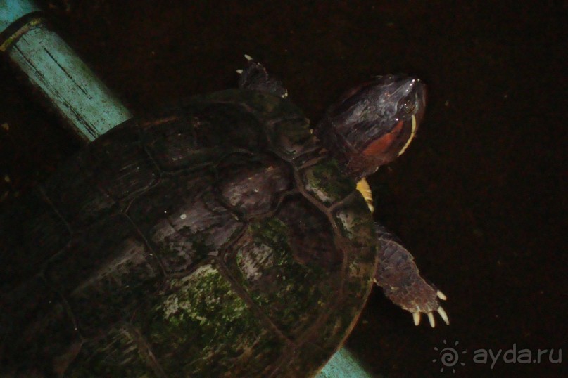 фото Peach Hill Hotel & Resort