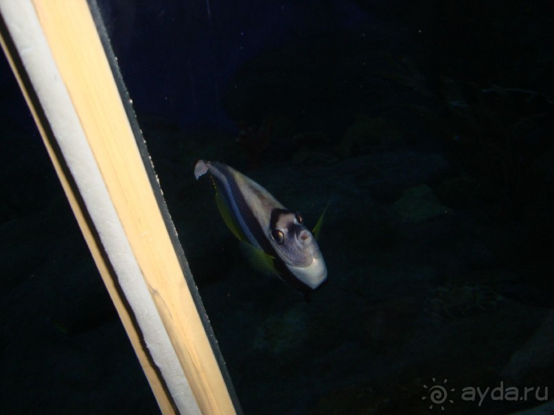 тайланд 2011 Патайя