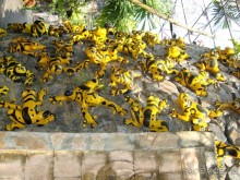тайланд 2011 Патайя