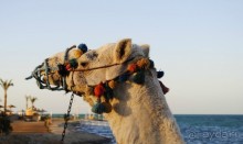 Поездка в Египет (Хургада)