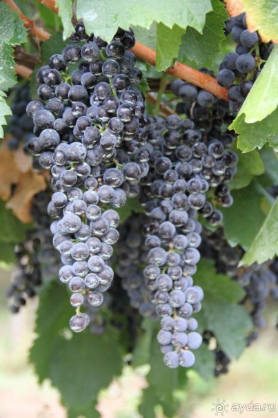 МАРИО. Mission complete