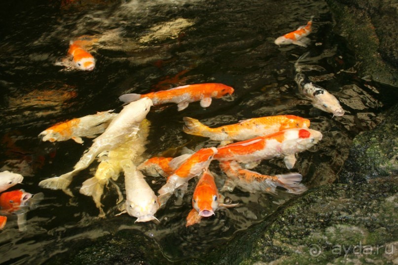 фото Royal Cliff Grand Hotel