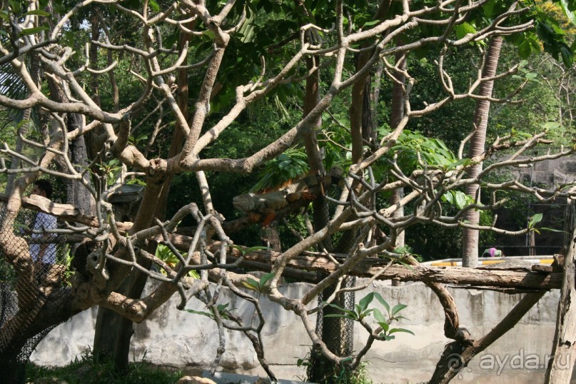 фото Royal Cliff Grand Hotel