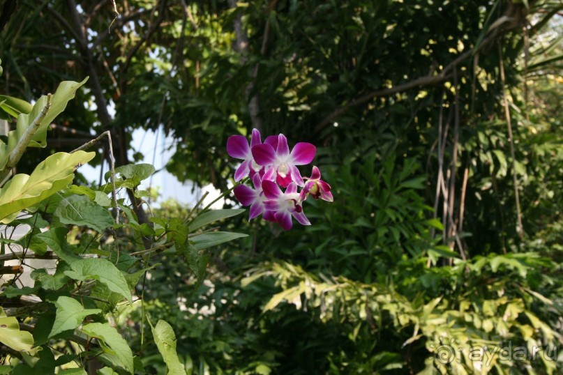 фото Royal Cliff Grand Hotel