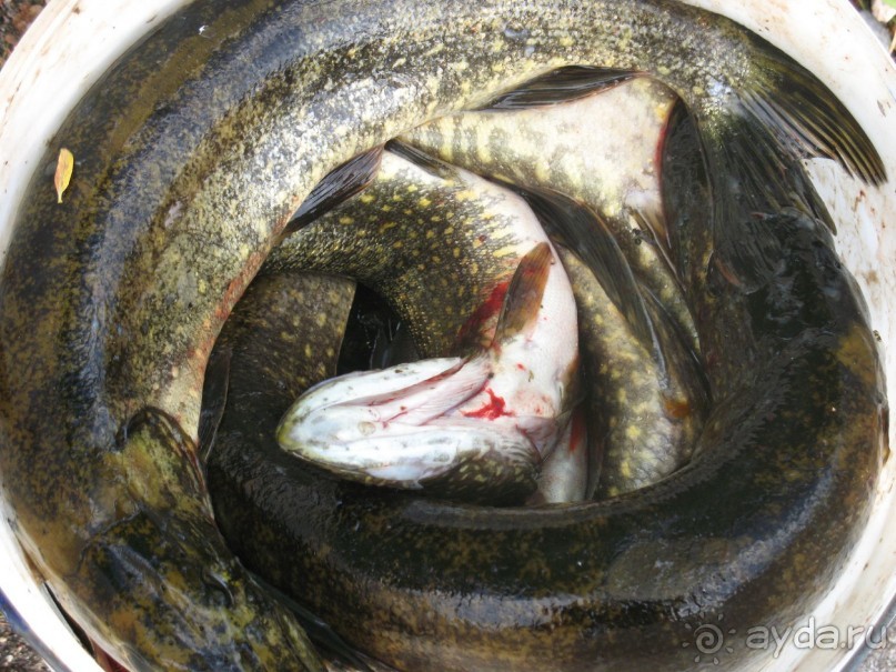 Заручевье - комфорт, природная чистота и супер-рыбалка!