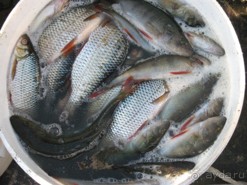 Заручевье - комфорт, природная чистота и супер-рыбалка!