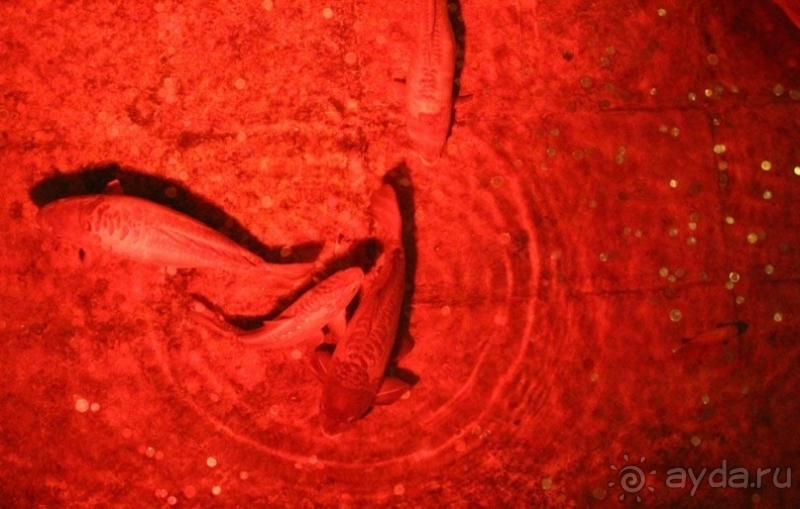 Альбом отзыва 