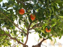 Побег от московской зимы в Валенсию