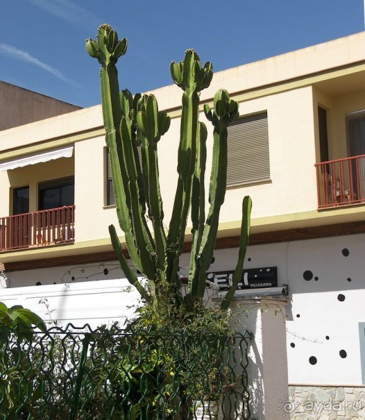 Побег от московской зимы в Валенсию