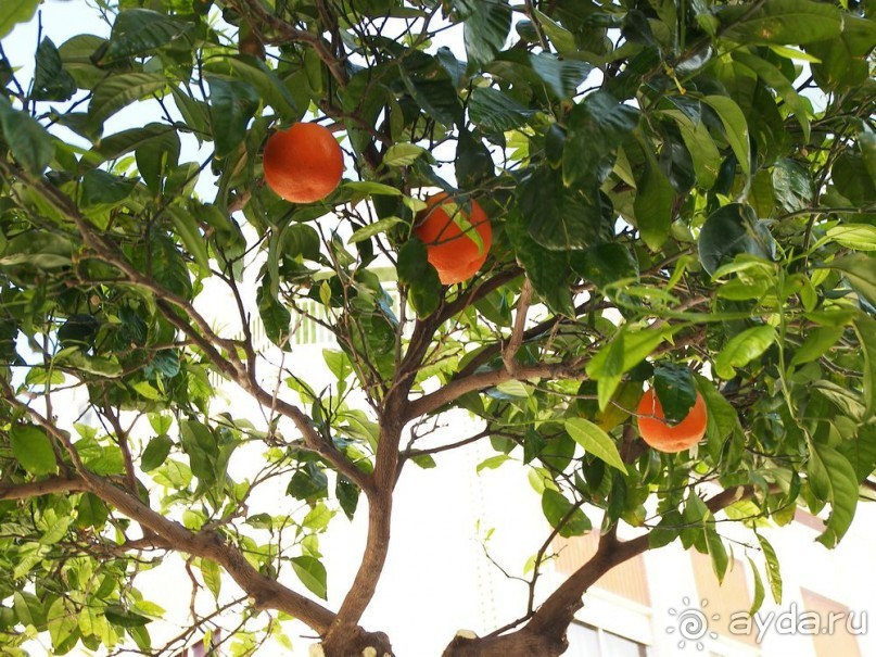 Побег от московской зимы в Валенсию