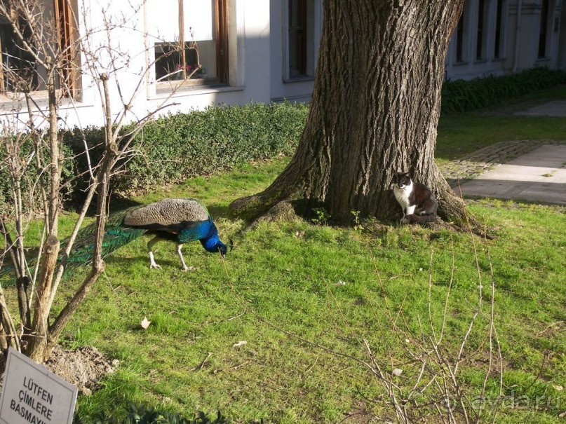 Самостоятельно в Стамбул женской компанией