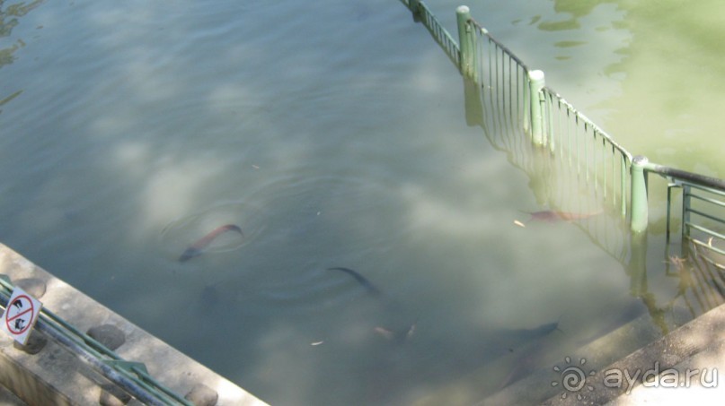 фото Swiss Inn Dream Resort