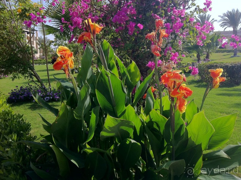 арабская сказка на турецкий лад