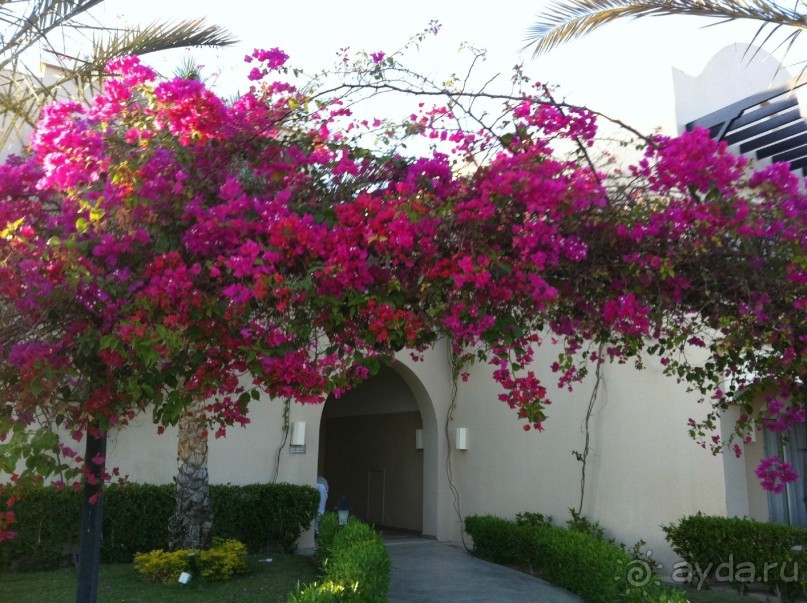 арабская сказка на турецкий лад