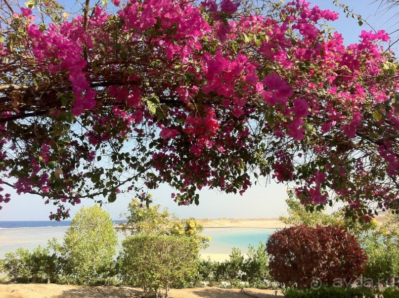 арабская сказка на турецкий лад