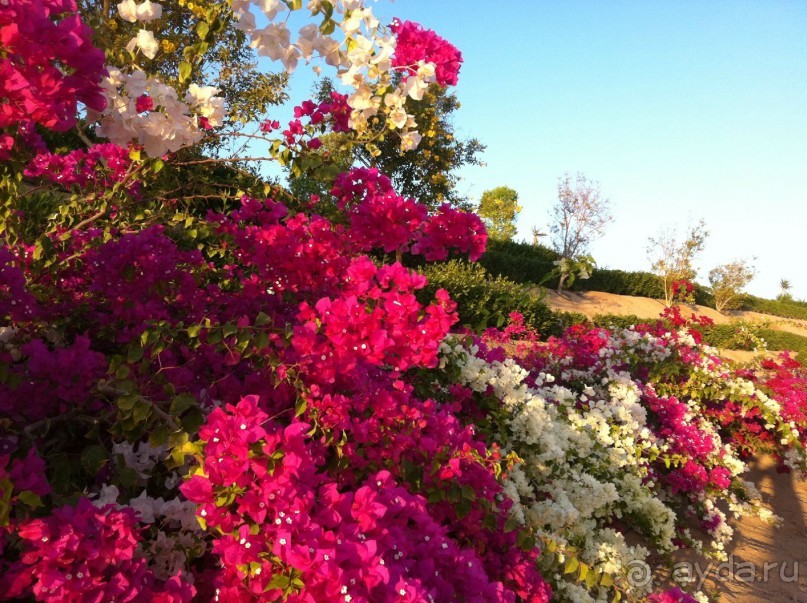 арабская сказка на турецкий лад