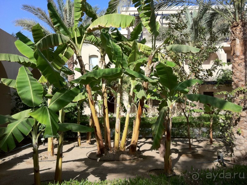 арабская сказка на турецкий лад