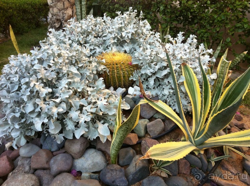 арабская сказка на турецкий лад