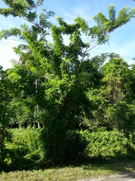 Полуостров Самана - все оттенки карибского путешествия.