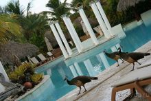 фото Melia Caribe Beach Resort