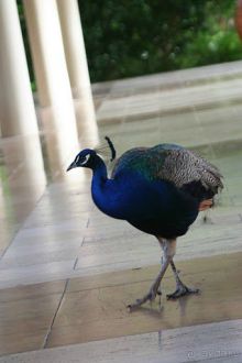 фото Melia Caribe Beach Resort
