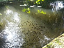 фото Seahorse Resort