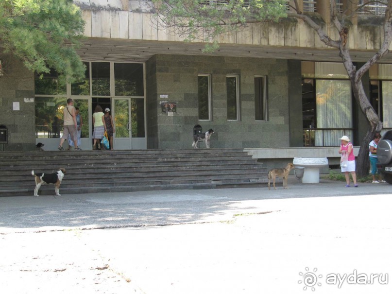 бездомные собаки у входа