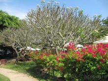 фото Pinnacle Grand Jomtien Resort