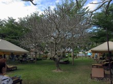 фото Pinnacle Grand Jomtien Resort