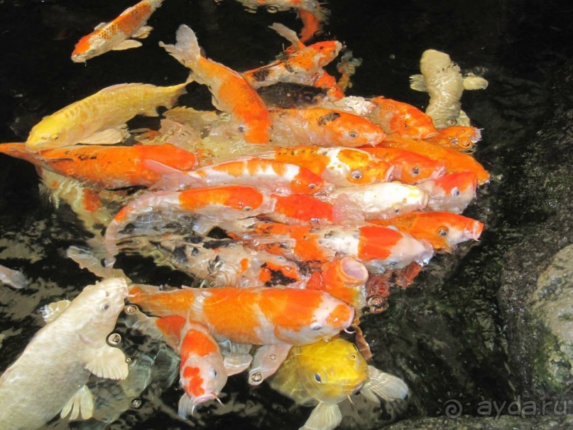 Отель рекомендуем для спокойного и комфортного отдыха