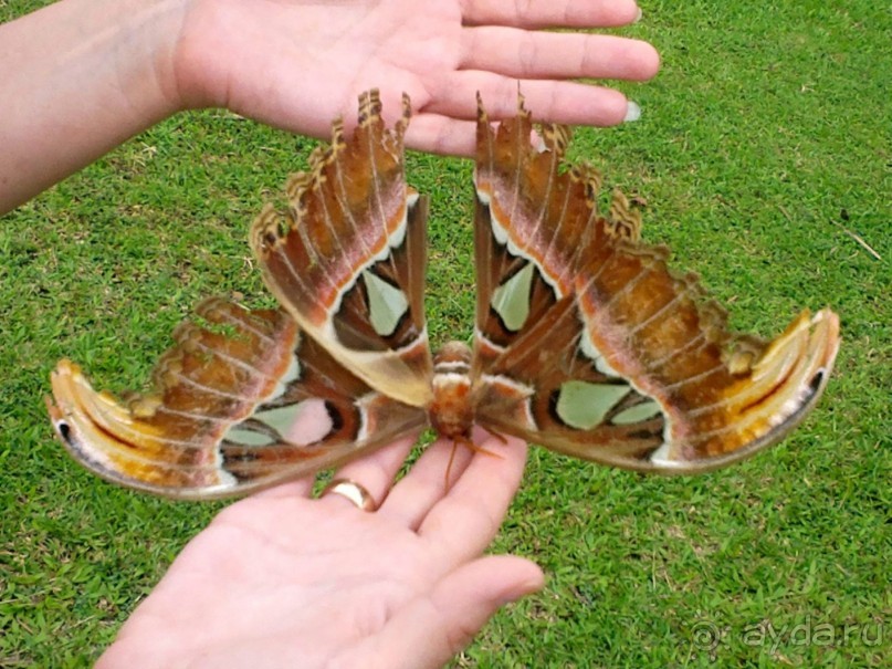 фото Grand Faros