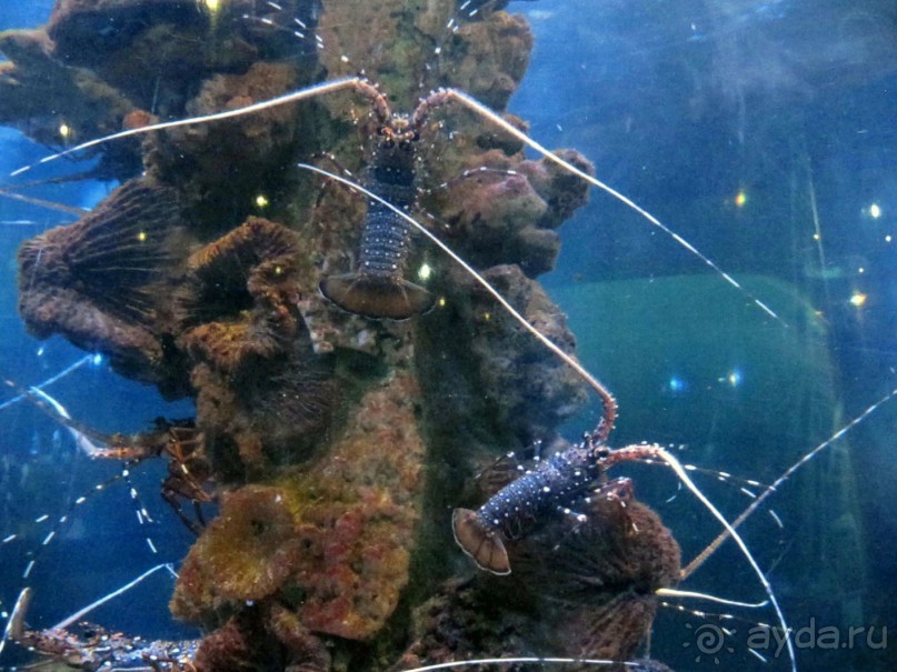 фото Grand Faros