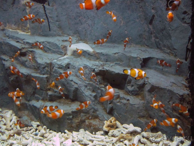 фото Grand Faros