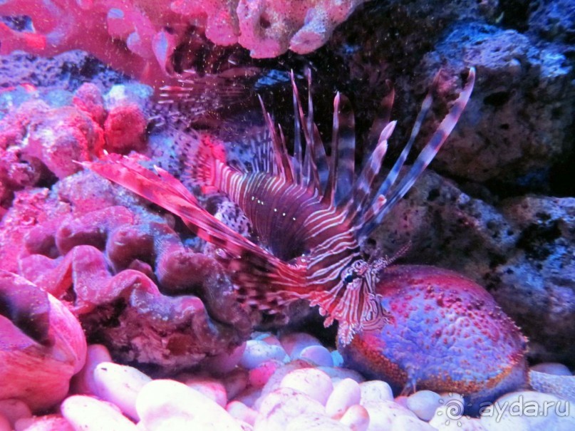 фото Grand Faros