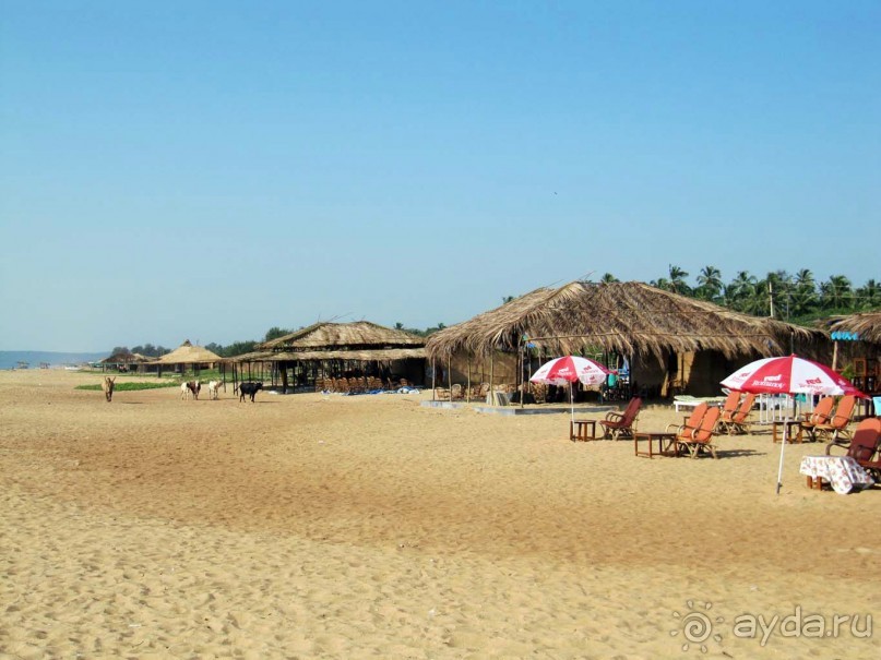 фото Калангута