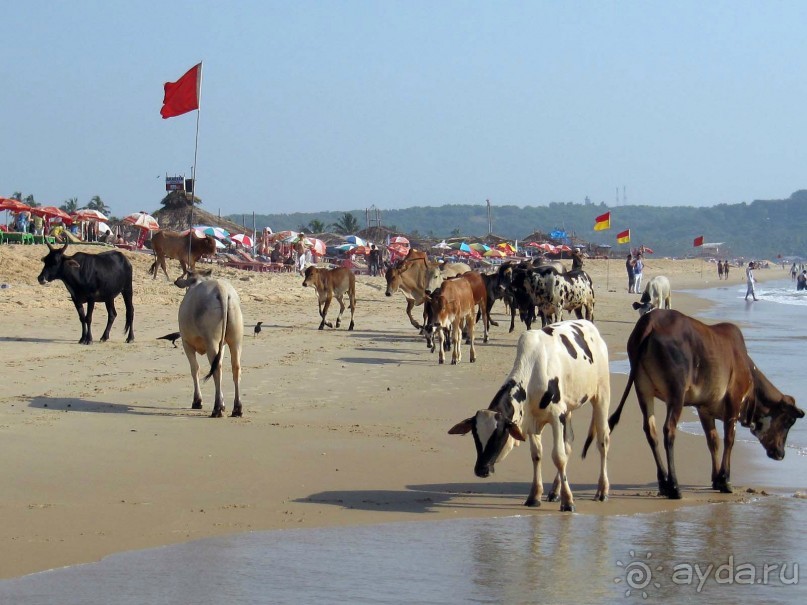 фото Калангута