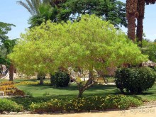 фото CIS Immobilier