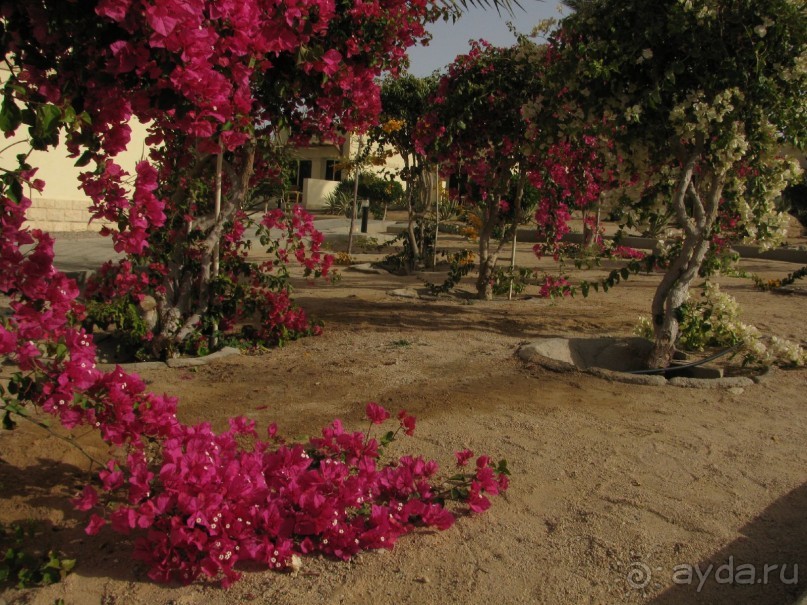 фото Coral Beach Hurghada Hotel
