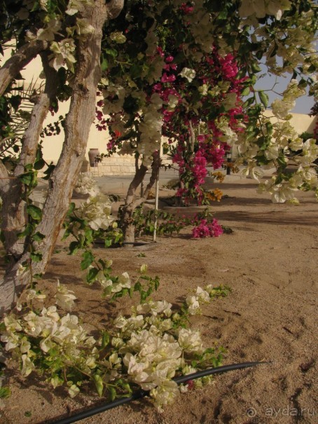 фото Coral Beach Hurghada Hotel