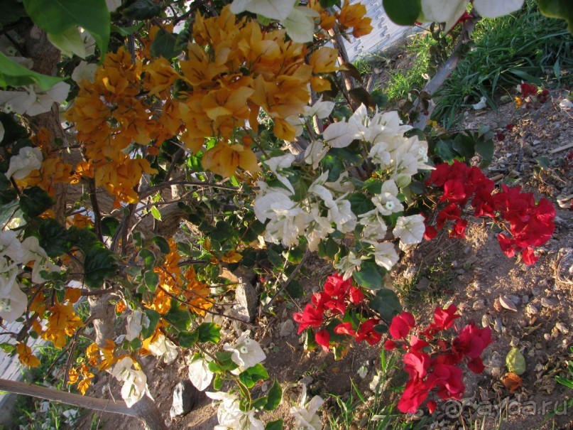 фото Coral Beach Hurghada Hotel